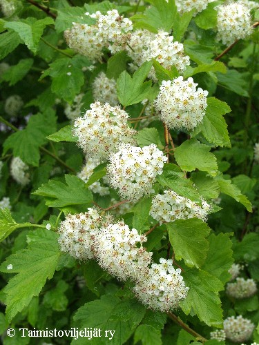 Physocarpus opulifolius